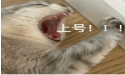 Логотип Team Shanghao